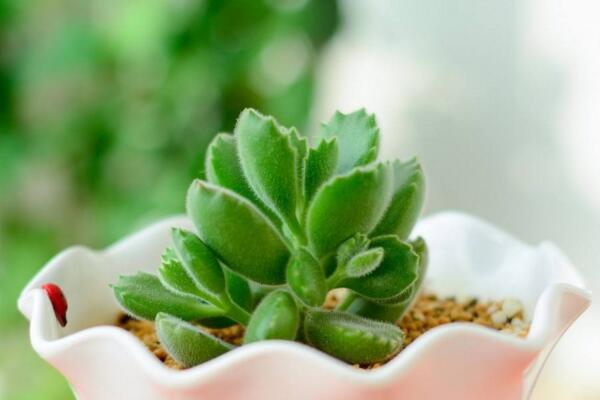 多肉熊童子的種植過程，熊童子種植詳細步驟介紹