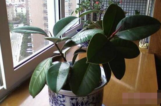 橡皮樹(shù)的好處，六大好處深受喜愛(ài)