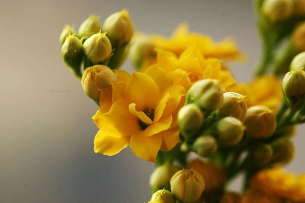 長(zhǎng)壽花過(guò)冬的最低溫度是多少