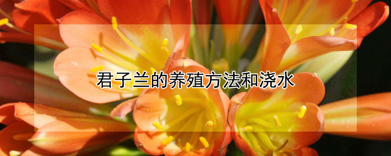 君子蘭的養殖方法和澆水