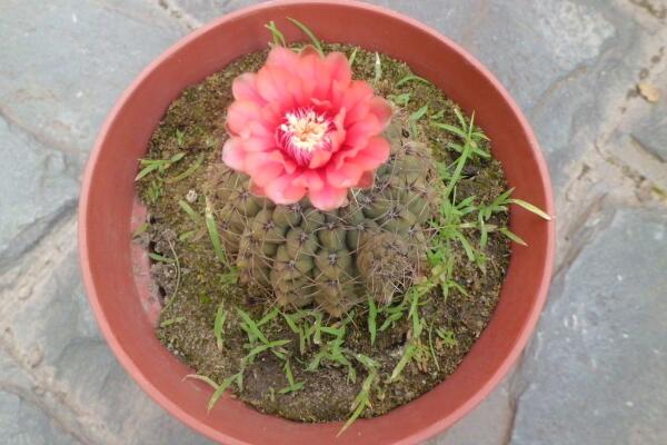 仙人球怎么種植，仙人掌種植經(jīng)驗(yàn)分享