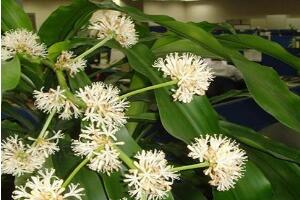 萬年青花語是什么，萬年青開花寓意